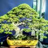 mulyadibonsai