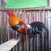 chamroenchai