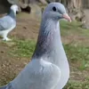mhamad_39