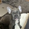 peachesthefrenchbulldog0