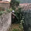 peppeauliso