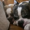 dog_momma_