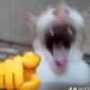 jamaloooaahh