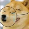 sengsola5