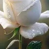 .princip1.angel
