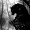 crysin_25