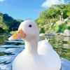 ducki505