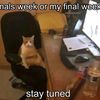 kittycatcatkittycat000