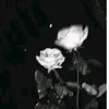 0xxmoonlightxx2