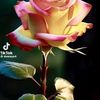 user2166354062807