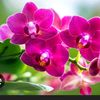 orchid4270