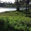 _tropical_ff