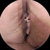 rat.tat.bat