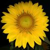 littledaisy0422