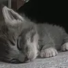 lsosiddcbcb
