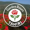 GardenRosesTahiri