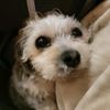 beanthepupper