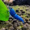 agatiusshrimp