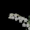 silk_5_s