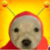jddxxflrs.1