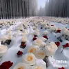 mhn_d1994