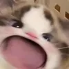 Meow