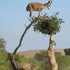 ahmedbtrf5