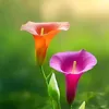 minhduc_341