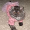 gucci_the.cat