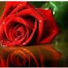 user8460086199076