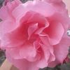 emin_yehyayev_