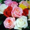 burcu.530