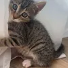 mizou_le_petit_chaton