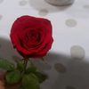 lizy_3131