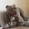 todasmientenjajaja