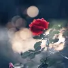 muskanshaikh0156