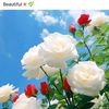 asfabalouch8
