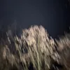 moh_rez207