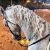 kaady1436