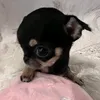 zz_liokl