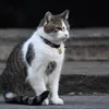 themrcat2