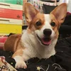 Pé Lux Corgi