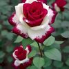ratre.akter.tashr