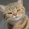 jevaylananbautron