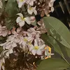 molly.alice8