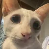 nixqoe