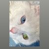 tundra.the.cat