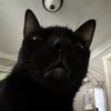 bestcatmom1113