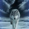 wolfearsless