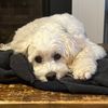 Speddie